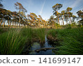 Diersfordter forest, Hamminkeln, North Rhine Westphalia, Germany 141699147