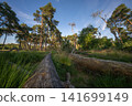 Diersfordter forest, Hamminkeln, North Rhine Westphalia, Germany 141699149