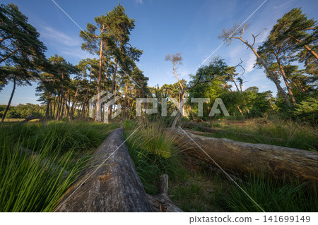 Diersfordter forest, Hamminkeln, North Rhine Westphalia, Germany Diersfordter forest, Hamminkeln, North Rhine Westphalia, Germany 141699149