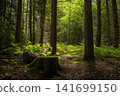 Hohe Mark Forest, Haltern, North Rhine Westphalia, Germany 141699150
