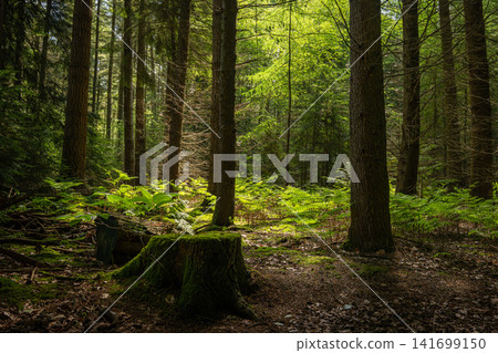 Hohe Mark Forest, Haltern, North Rhine Westphalia, Germany Hohe Mark Forest, Haltern, North Rhine Westphalia, Germany 141699150