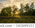 Diersfordter forest, Wesel, North Rhine Westphalia, Germany 141699151