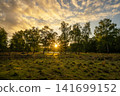 Diersfordter forest, Wesel, North Rhine Westphalia, Germany 141699152