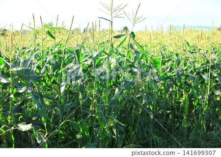 Cornfield in early summer Cornfield in early summer 141699307