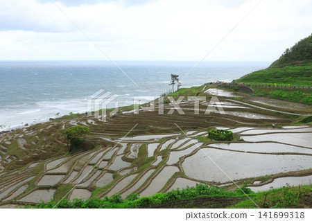 能登地震後的白根千枚田梯田 能登地震後的白根千枚田梯田 141699318