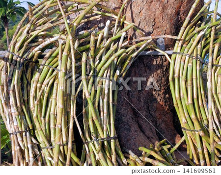 Harvested sugarcane (Okinawa Prefecture) Harvested sugarcane (Okinawa Prefecture) 141699561