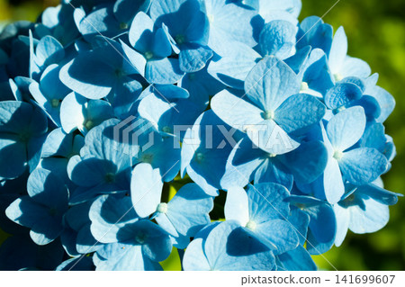 Blue hydrangeas bathed in the setting sun Blue hydrangeas bathed in the setting sun 141699607