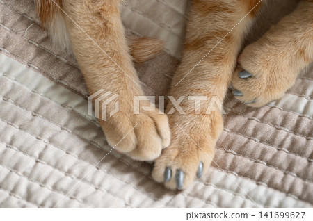 Cat paws with plastic protective cover Cat paws with plastic protective cover 141699627