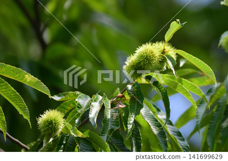 Still chestnut chestnut Still chestnut chestnut 141699629
