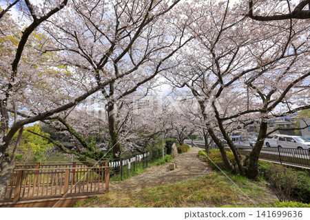 Cherry blossoms at Hinohara Sakura Park in Minami Ward, Fukuoka City Cherry blossoms at Hinohara Sakura Park in Minami Ward, Fukuoka City 141699636