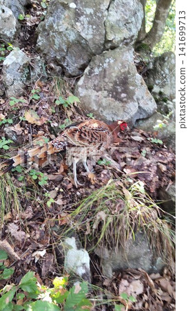 Dedicatedly guiding the way along the mountain trail! An encounter with a Japanese pheasant after walking alongside it for 30 minutes. Dedicatedly guiding the way along the mountain trail! An encounter with a Japanese pheasant after walking alongside it for 30 minutes. 141699713