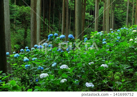 Hydrangeas at Minamisawa Hydrangea Mountain in Akiruno City Hydrangeas at Minamisawa Hydrangea Mountain in Akiruno City 141699752