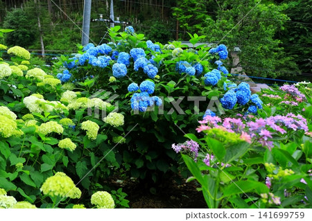 Hydrangeas at Minamisawa Hydrangea Mountain in Akiruno City Hydrangeas at Minamisawa Hydrangea Mountain in Akiruno City 141699759