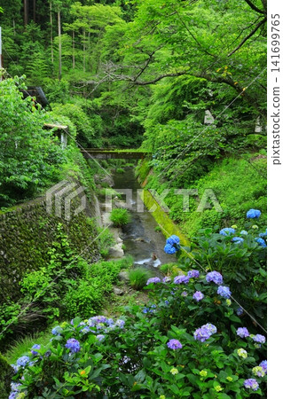 秋留野市南澤繡球山的繡球花 秋留野市南澤繡球山的繡球花 141699765