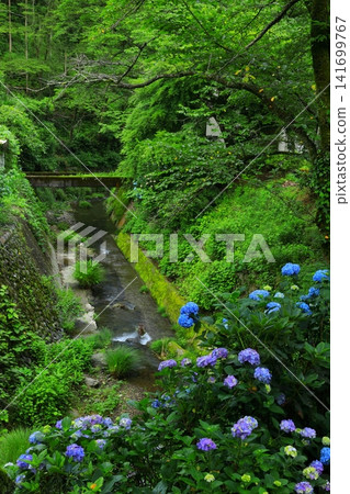 秋留野市南澤繡球山的繡球花 秋留野市南澤繡球山的繡球花 141699767