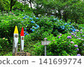 Hydrangeas at Minamisawa Hydrangea Mountain in Akiruno City 141699774