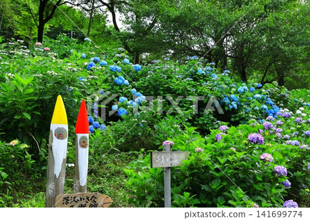 Hydrangeas at Minamisawa Hydrangea Mountain in Akiruno City Hydrangeas at Minamisawa Hydrangea Mountain in Akiruno City 141699774