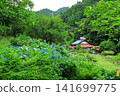 Hydrangeas at Minamisawa Hydrangea Mountain in Akiruno City 141699775