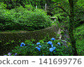 Hydrangeas at Minamisawa Hydrangea Mountain in Akiruno City 141699776
