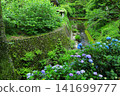 Hydrangeas at Minamisawa Hydrangea Mountain in Akiruno City 141699777