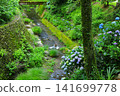 Hydrangeas at Minamisawa Hydrangea Mountain in Akiruno City 141699778