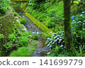 Hydrangeas at Minamisawa Hydrangea Mountain in Akiruno City 141699779