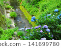Hydrangeas at Minamisawa Hydrangea Mountain in Akiruno City 141699780