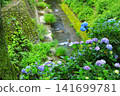 Hydrangeas at Minamisawa Hydrangea Mountain in Akiruno City 141699781