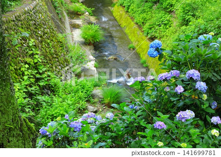 Hydrangeas at Minamisawa Hydrangea Mountain in Akiruno City Hydrangeas at Minamisawa Hydrangea Mountain in Akiruno City 141699781