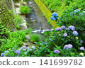 Hydrangeas at Minamisawa Hydrangea Mountain in Akiruno City 141699782