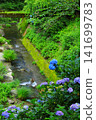 Hydrangeas at Minamisawa Hydrangea Mountain in Akiruno City 141699783