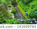 Hydrangeas at Minamisawa Hydrangea Mountain in Akiruno City 141699784