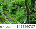 Hydrangeas at Minamisawa Hydrangea Mountain in Akiruno City 141699787