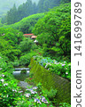Hydrangeas at Minamisawa Hydrangea Mountain in Akiruno City 141699789