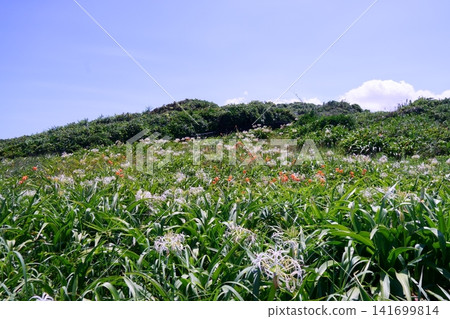 Pure white spider lilies and orange tiger lilies Pure white spider lilies and orange tiger lilies 141699814