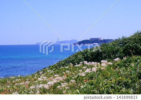 Crinum lilies and the blue Hibiki Sea Crinum lilies and the blue Hibiki Sea 141699815