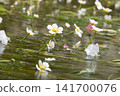 White flowers blooming on the surface of the water 141700076