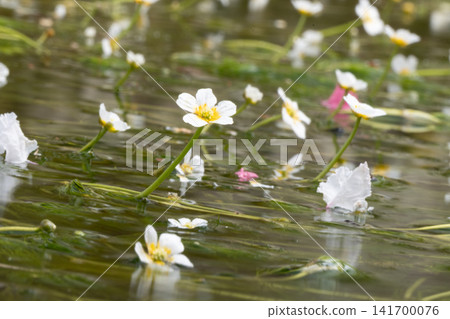 白花盛開在水面上 白花盛開在水面上 141700076