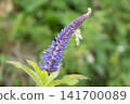 purple flower spikes 141700089