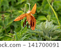 Orange lily flower 141700091
