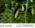 Close-up of a plant in bud 141700092