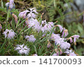 Pale pink flowers with fringes 141700093