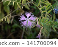 Pink flowers with fringes 141700094