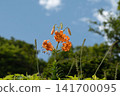 Orange lilies against the blue sky 141700095