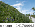 Wildflowers on the hill and the blue sky 141700098