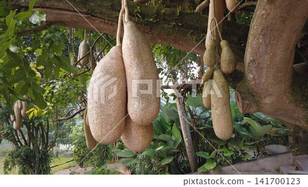 Large natural kigelia africana hanging from a thick tree branch in a lush tropical green garden Large natural kigelia africana hanging from a thick tree branch in a lush tropical green garden 141700123