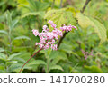 Pink wildflowers against a green background 141700280