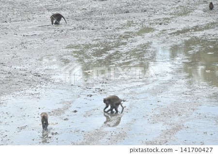 long tail macaque monkey digging mud on mangrove forest for catching crab or shellfish long tail macaque monkey digging mud on mangrove forest for catching crab or shellfish 141700427
