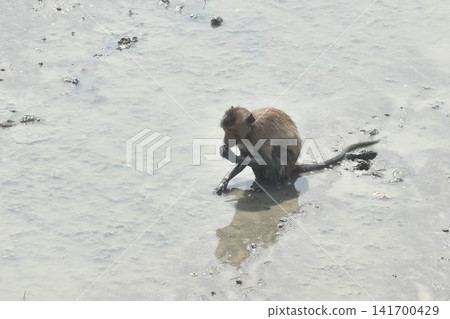 long tail macaque monkey digging mud on mangrove forest for catching crab or shellfish long tail macaque monkey digging mud on mangrove forest for catching crab or shellfish 141700429