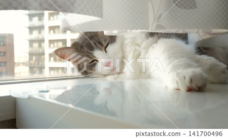 A Norwegian Forest Cat napping under the curtains A Norwegian Forest Cat napping under the curtains 141700496
